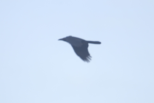 Philippine Jungle Crow (Corvus philippinus), photo 2