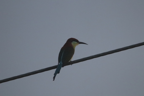 Rufous-crowned Bee-eater (Merops americanus), photo 4