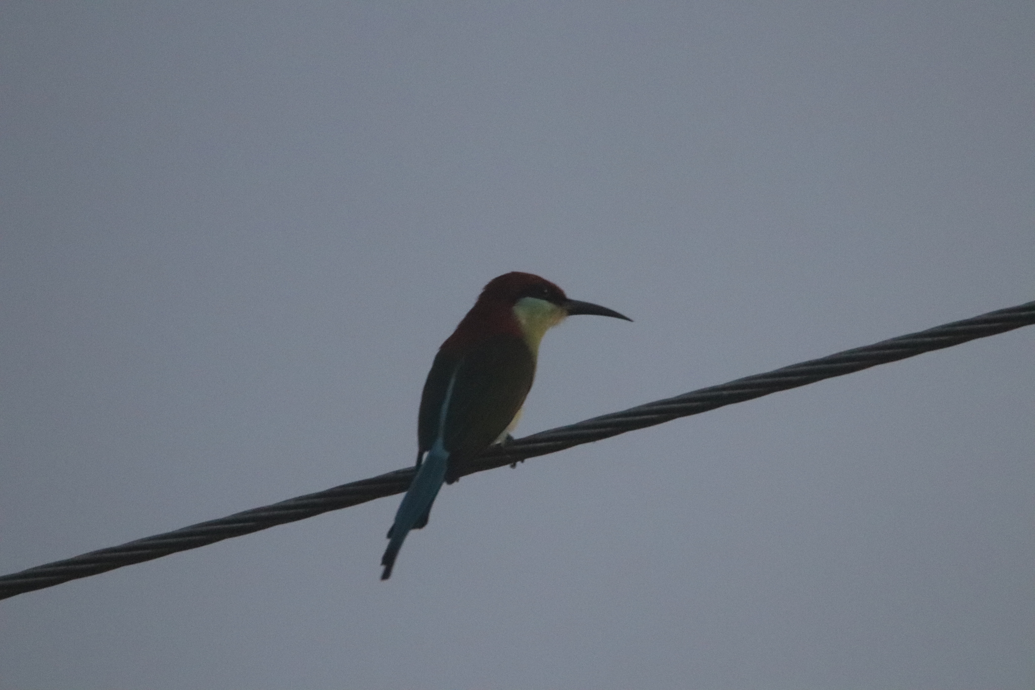 Rufous-crowned Bee-eater (Merops americanus), photo 4