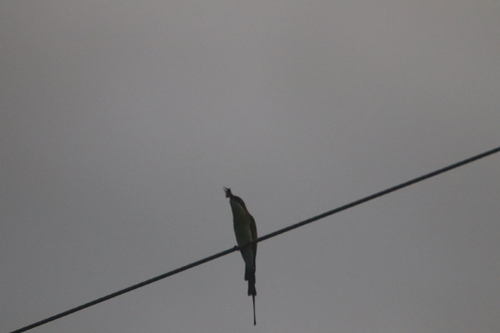 Rufous-crowned Bee-eater (Merops americanus), photo 6