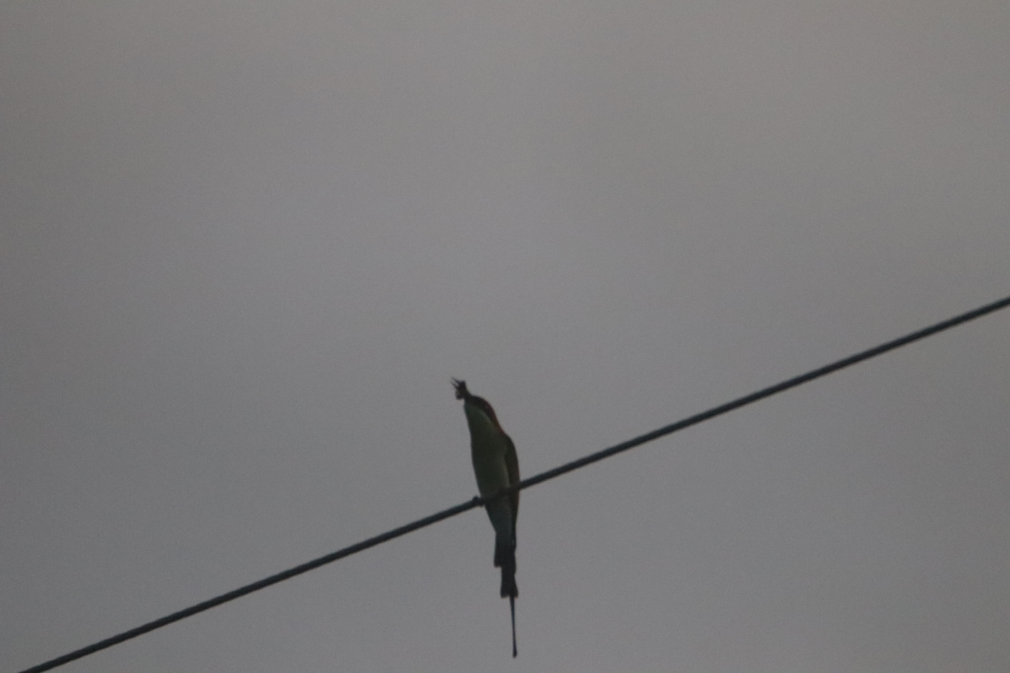 Rufous-crowned Bee-eater (Merops americanus), photo 6