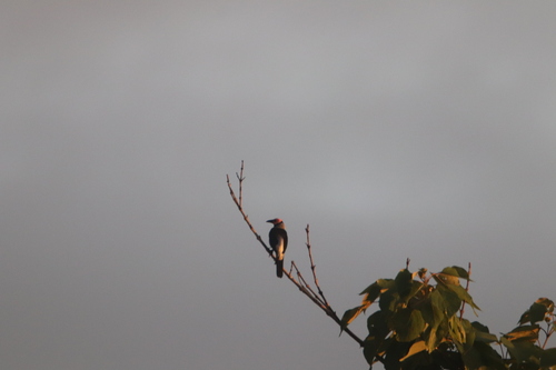 Coleto (Sarcops calvus), photo 6