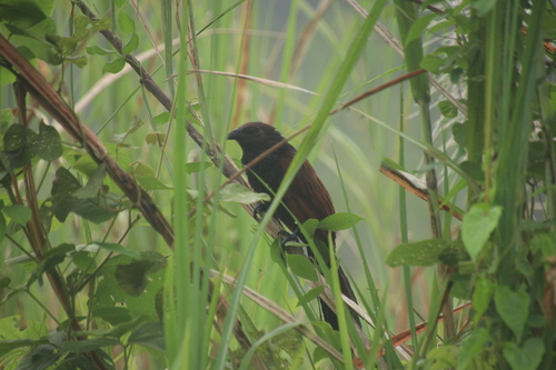 Philippine Coucal (Centropus viridis), photo 9