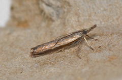 Ptochostola microphaeellus