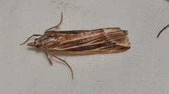 Rhynchopsota delogramma