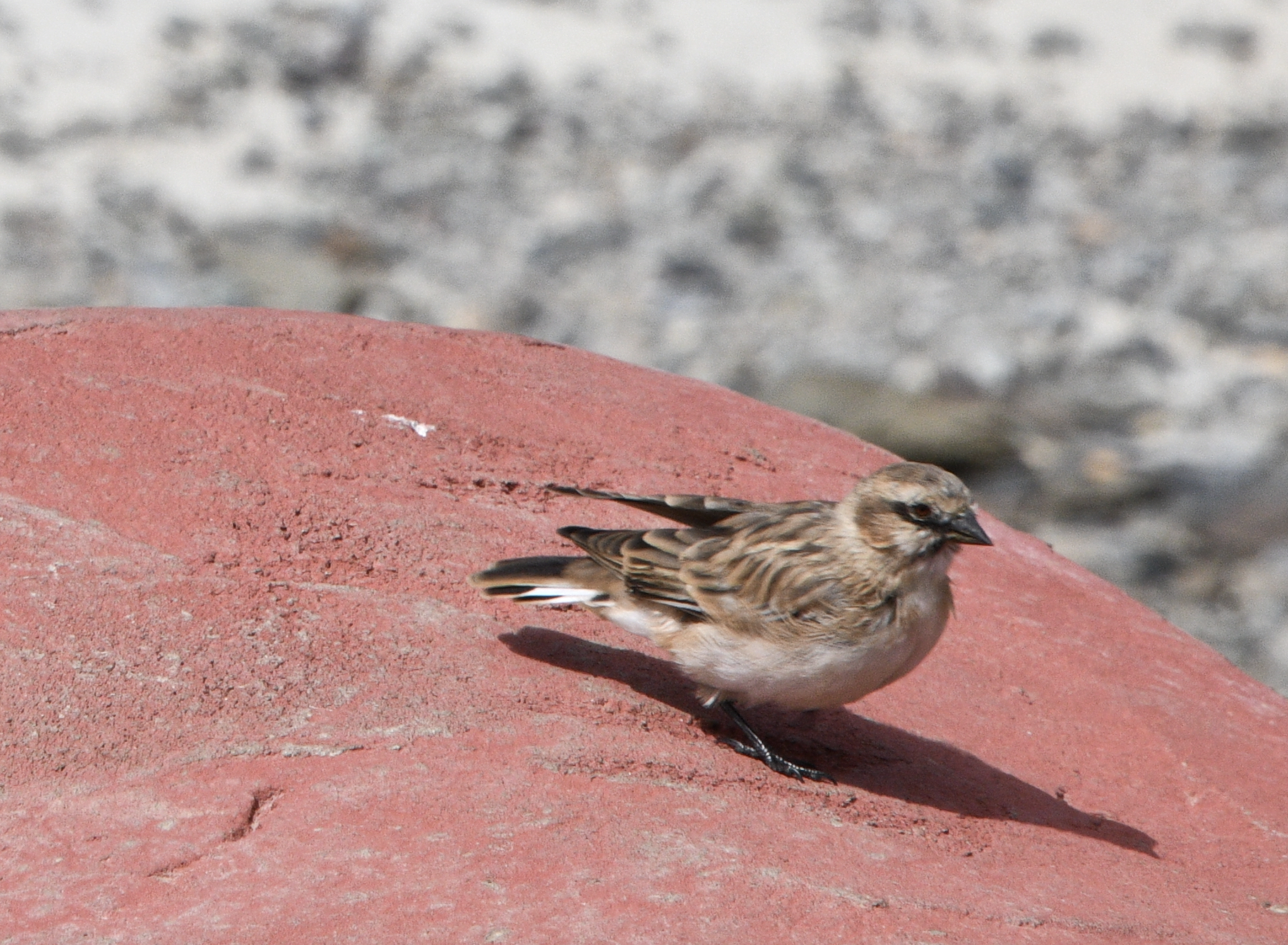 Rufous-necked Snowfinch