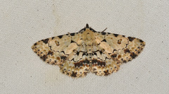 Sandava scitisignata