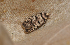 Scatochresis episema