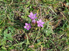 Gentianella aspera