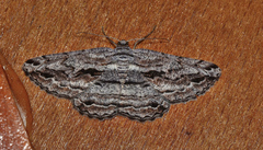 Scioglyptis chionomera