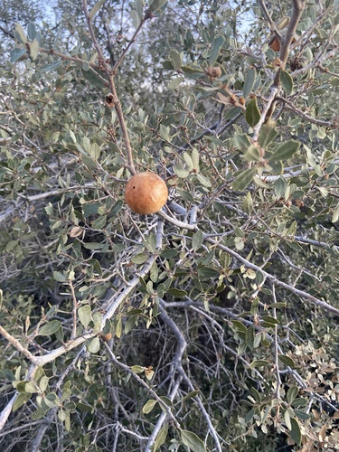 iNaturalist observation photo of California Gall Wasp