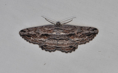 Scioglyptis chionomera