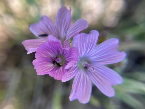 iNaturalist observation photo of checkerbloom