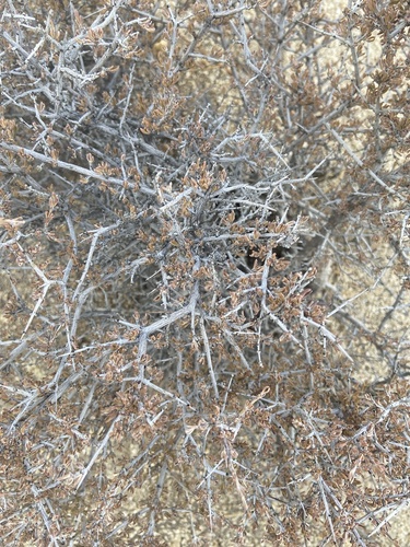 iNaturalist observation photo of Blackbrush