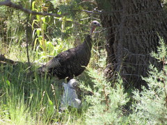 Meleagris gallopavo merriami