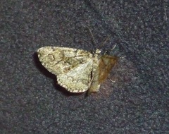Cleorodes lichenaria