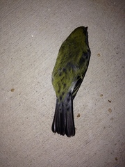 Setophaga pensylvanica