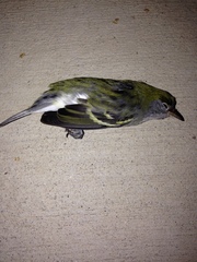 Setophaga pensylvanica