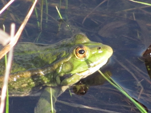 Eurasian Marsh Frog, Pelophylax ridibundus