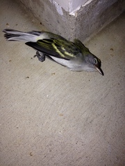 Setophaga pensylvanica