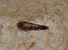 Stagmatophora argyrostrepta