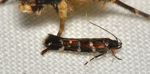 Stagmatophora argyrostrepta (Meyrick, 1897)