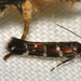 Stagmatophora argyrostrepta - Photo (c) James (Jim) Duggan, μερικά δικαιώματα διατηρούνται (CC BY-SA), uploaded by James (Jim) Duggan