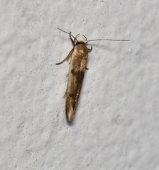 Stathmopoda megathyma