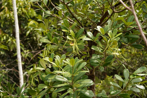 Alstonia spatulata observed 2025-04-27