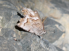 Hipparchia fidia
