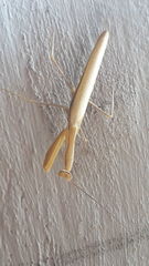 Mantis religiosa