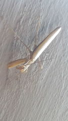 Mantis religiosa
