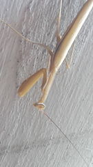 Mantis religiosa