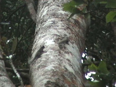 Sciurillus pusillus