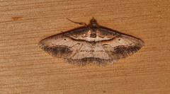 Syneora euboliaria