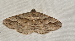 Syneora fractata
