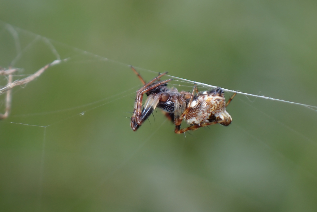 Cyclosa algerica