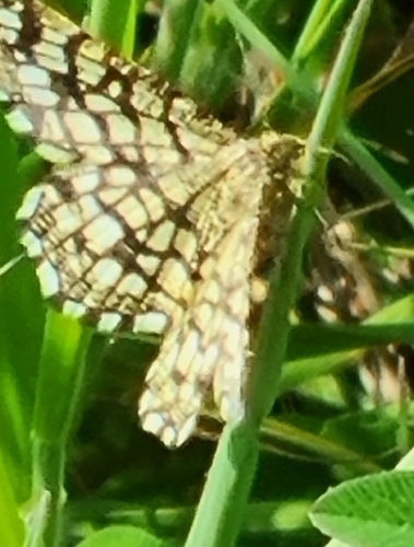Chiasmia clathrata