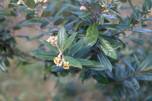 Anastrabe integerrima, photograph 4