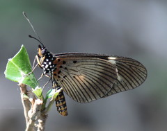 Acraea esebria
