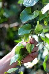 Dioscorea cotinifolia