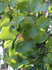 Dioscorea cotinifolia