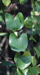 Dioscorea cotinifolia