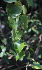 Dioscorea cotinifolia
