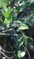 Dioscorea cotinifolia