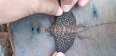 Draco melanopogon