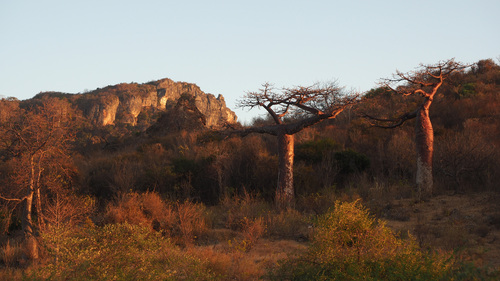 Image of Adansonia suarezensis by (c) Borja Fierro, some rights reserved (CC BY)
