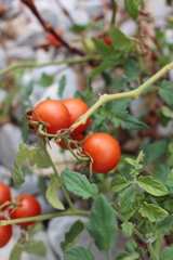 Solanum lycopersicum cerasiforme