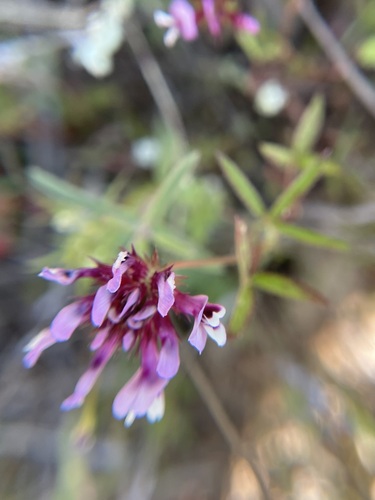 iNaturalist observation photo of tomcat clover