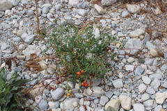 Solanum lycopersicum cerasiforme